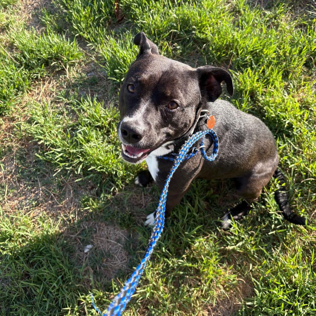 Pluto, Adoptable, Adult Male Pit Bull Terrier.