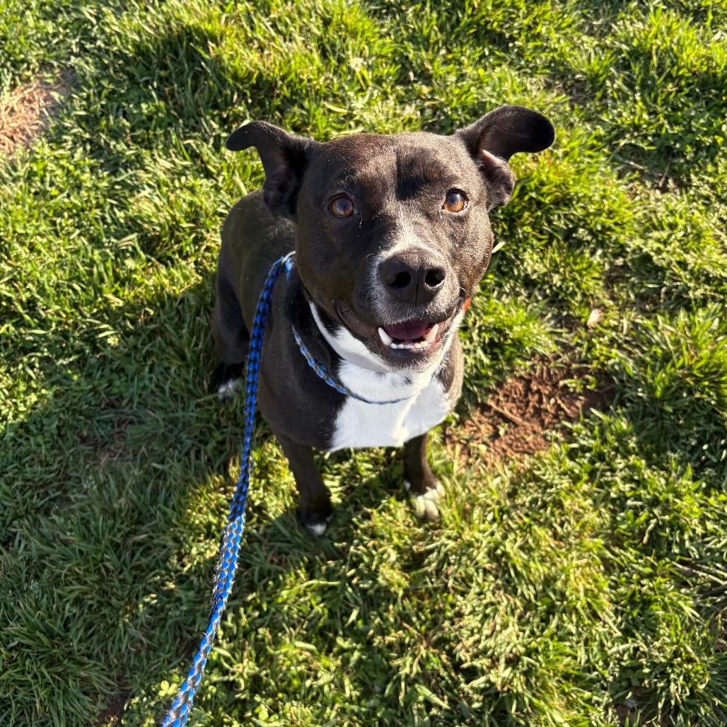 Enlarge Pluto, a Adoptable mixed breed in Springfield, MO image 2/5