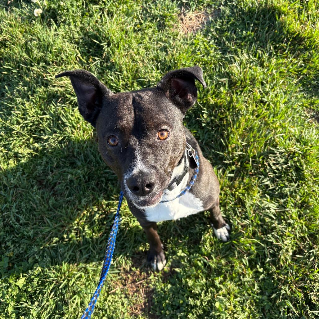 Enlarge Pluto, a Adoptable mixed breed in Springfield, MO image 3/5
