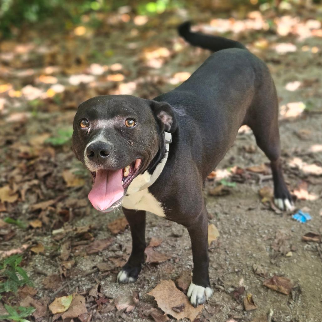 Pluto, a Adoptable mixed breed in Springfield, MO image 2/6