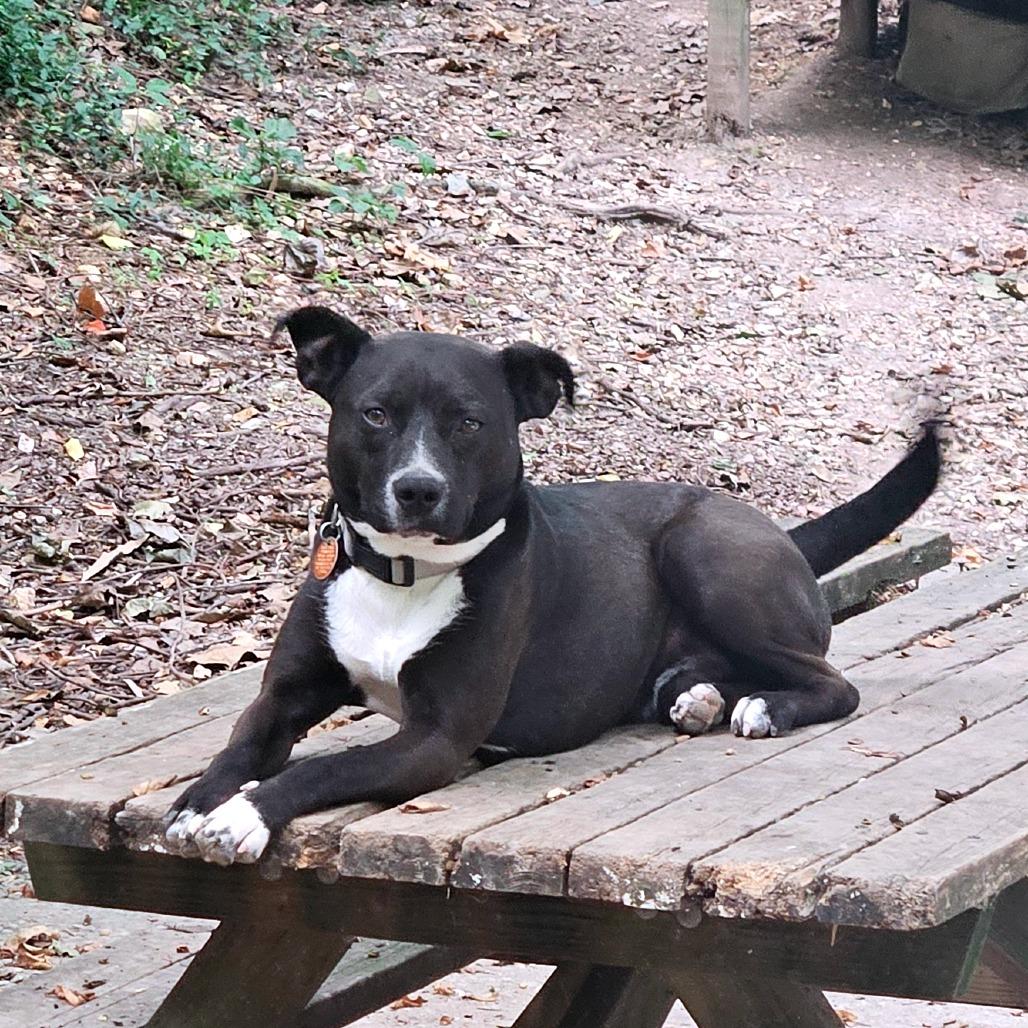 Pluto, a Adoptable mixed breed in Springfield, MO image 3/6