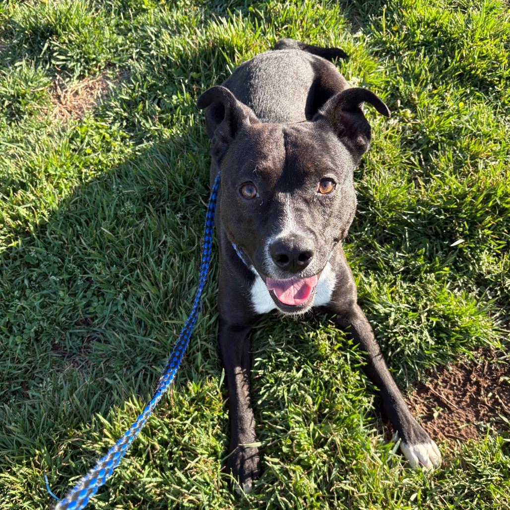 Enlarge Pluto, a Adoptable mixed breed in Springfield, MO image 4/5