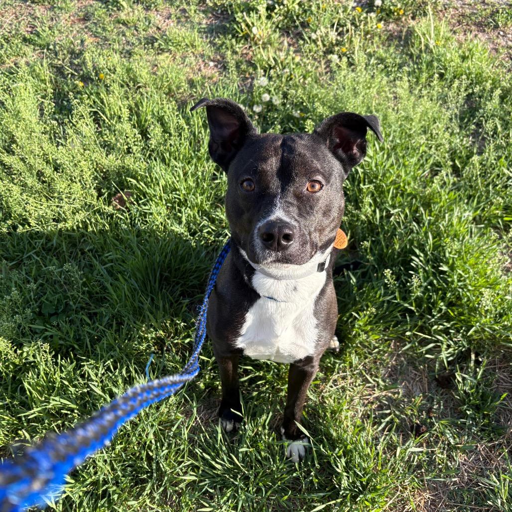 Enlarge Pluto, a Adoptable mixed breed in Springfield, MO image 5/5