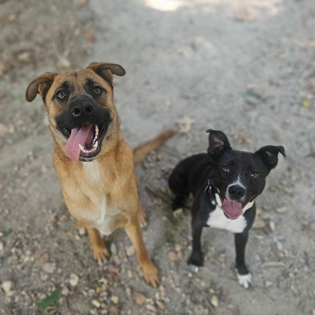 Pluto, a Adoptable mixed breed in Springfield, MO image 6/6