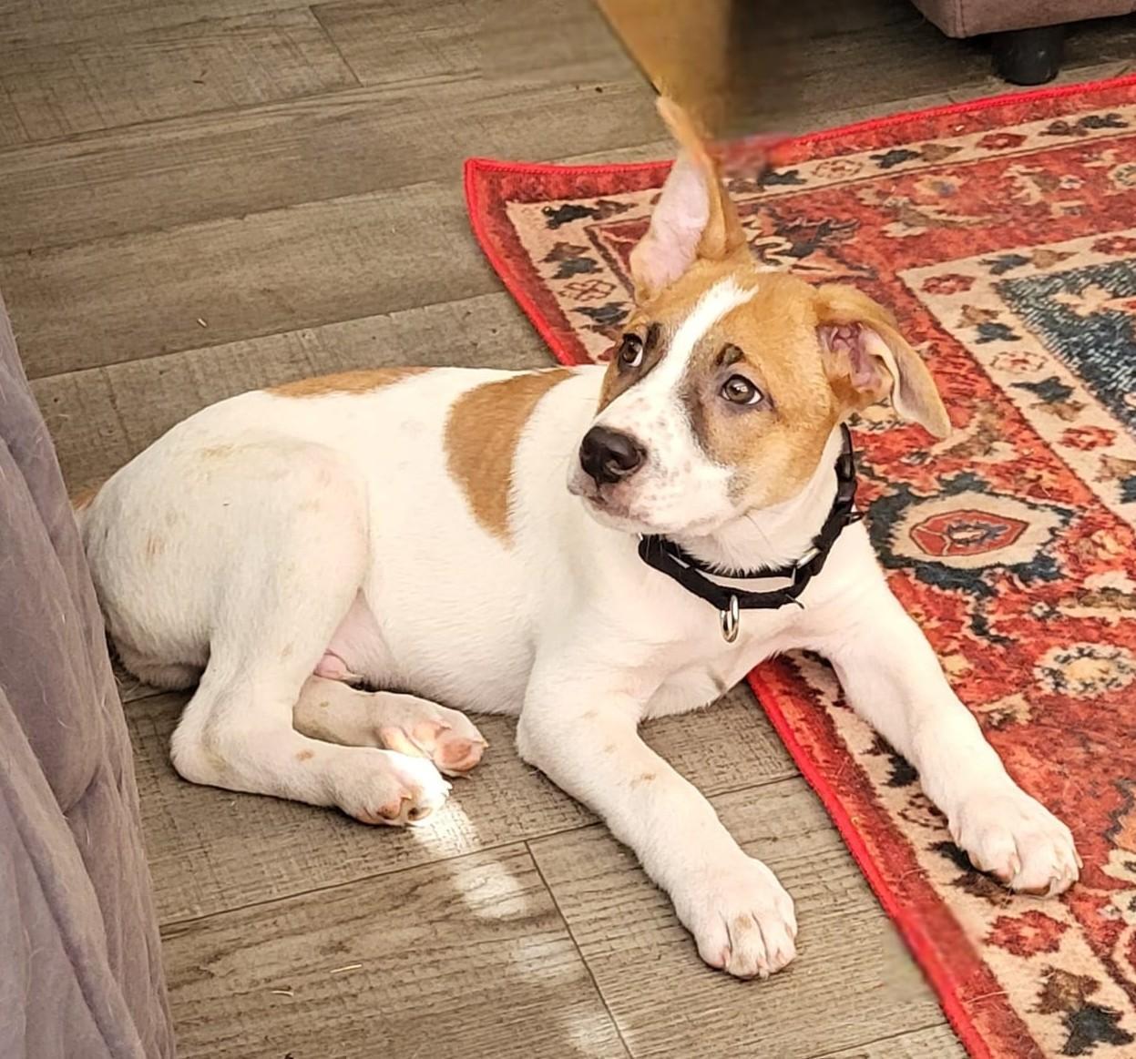 Dozer, an adopted mixed breed in Southport, CT image 5/5