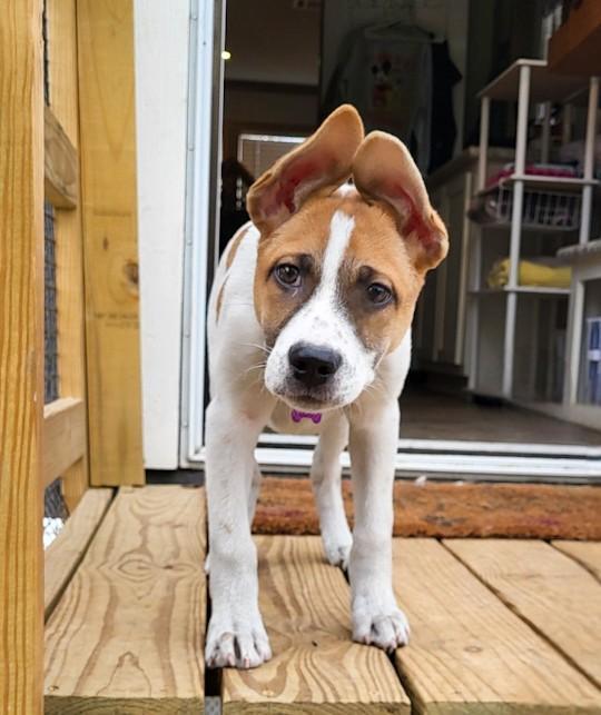 Dozer, an adopted mixed breed in Southport, CT image 2/5