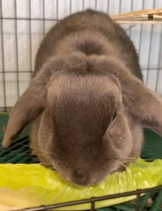 Rosemary, Adoptable, Adult Female Lop Eared.