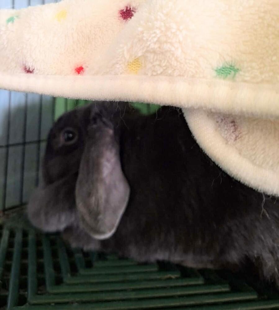 Enlarge Rosemary, a Adoptable Lop Eared in Dallas, PA image 2/3