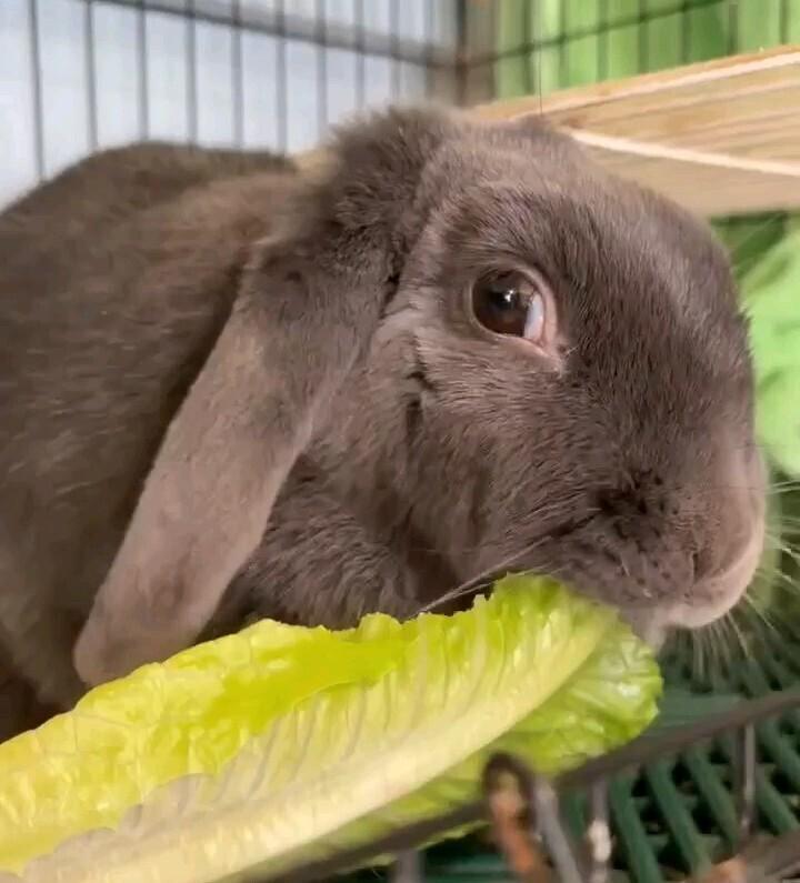 Enlarge Rosemary, a Adoptable Lop Eared in Dallas, PA image 3/3
