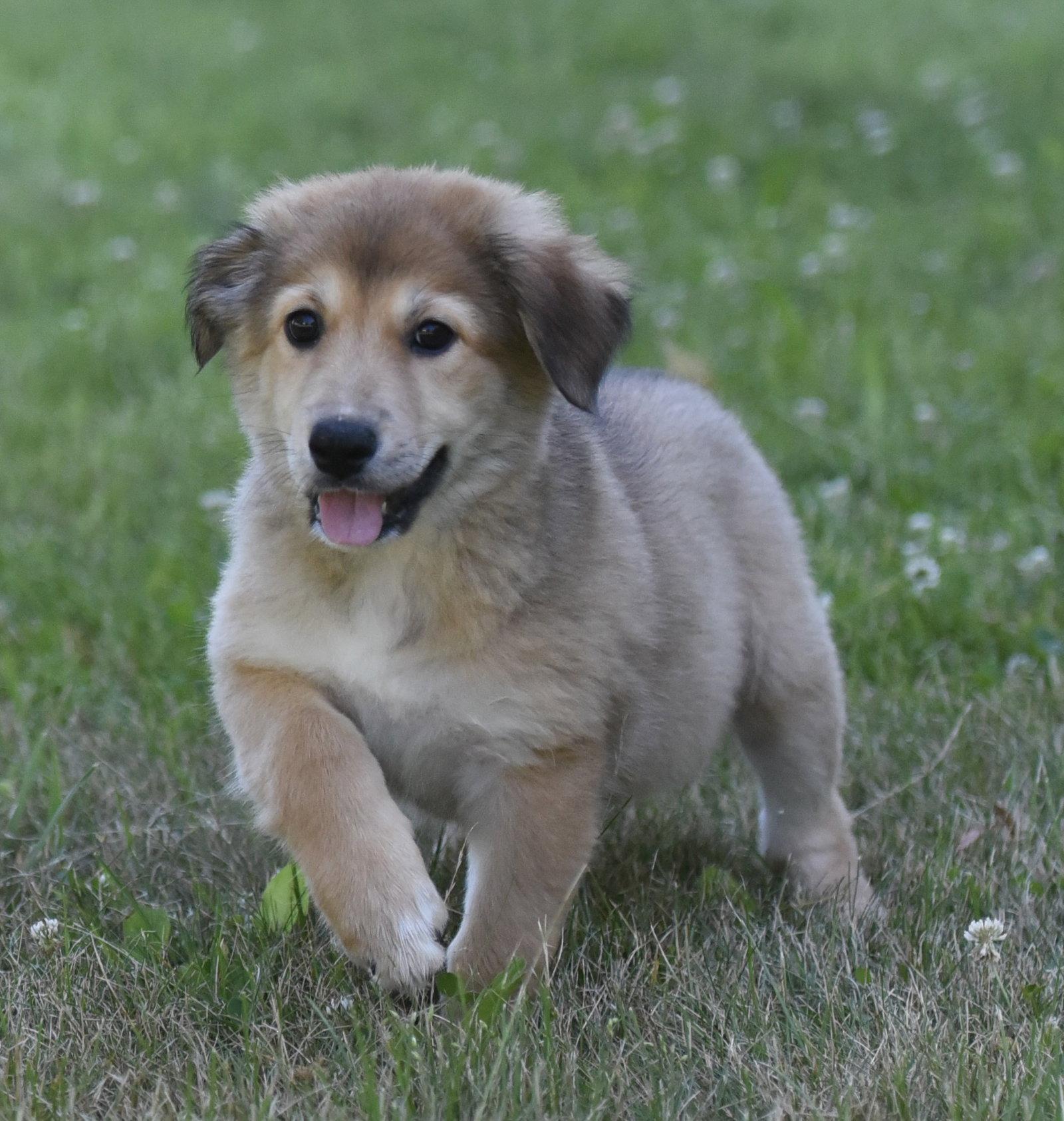HAZEL, Adopted, Puppy Female Golden Retriever & Shepherd.