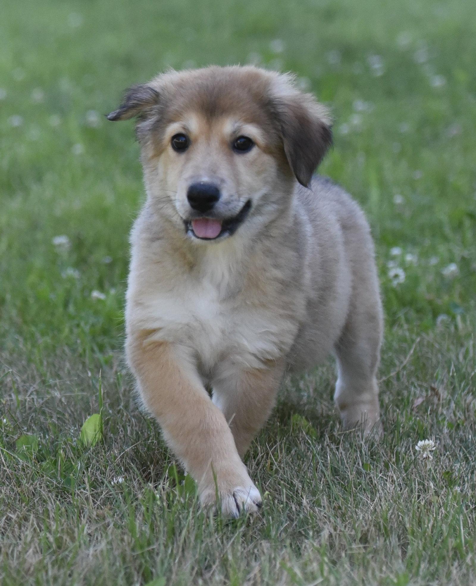 Enlarge HAZEL, a Adopted mixed breed in Mechanicsburg, PA image 2/3