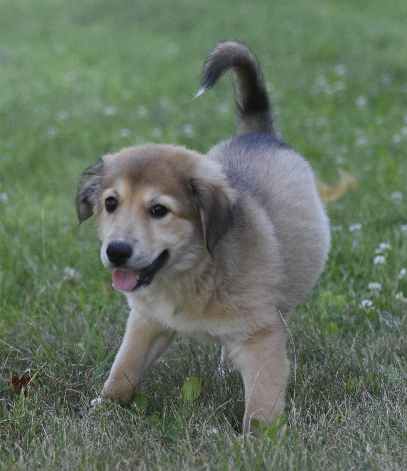 Enlarge HAZEL, a Adopted mixed breed in Mechanicsburg, PA image 3/3