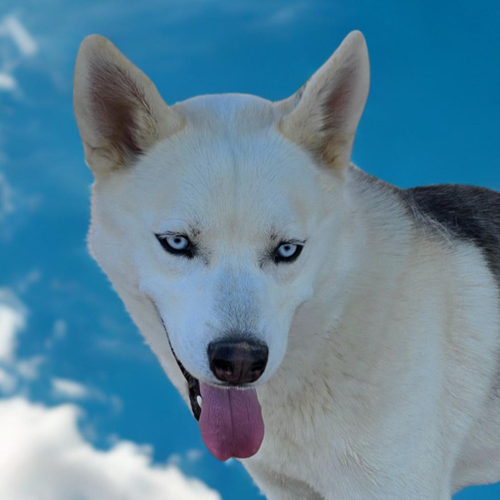 Takoda, Adoptable, Adult Male Husky.