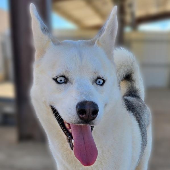 Enlarge Takoda, a Adoptable mixed breed in Wickenburg, AZ image 2/4