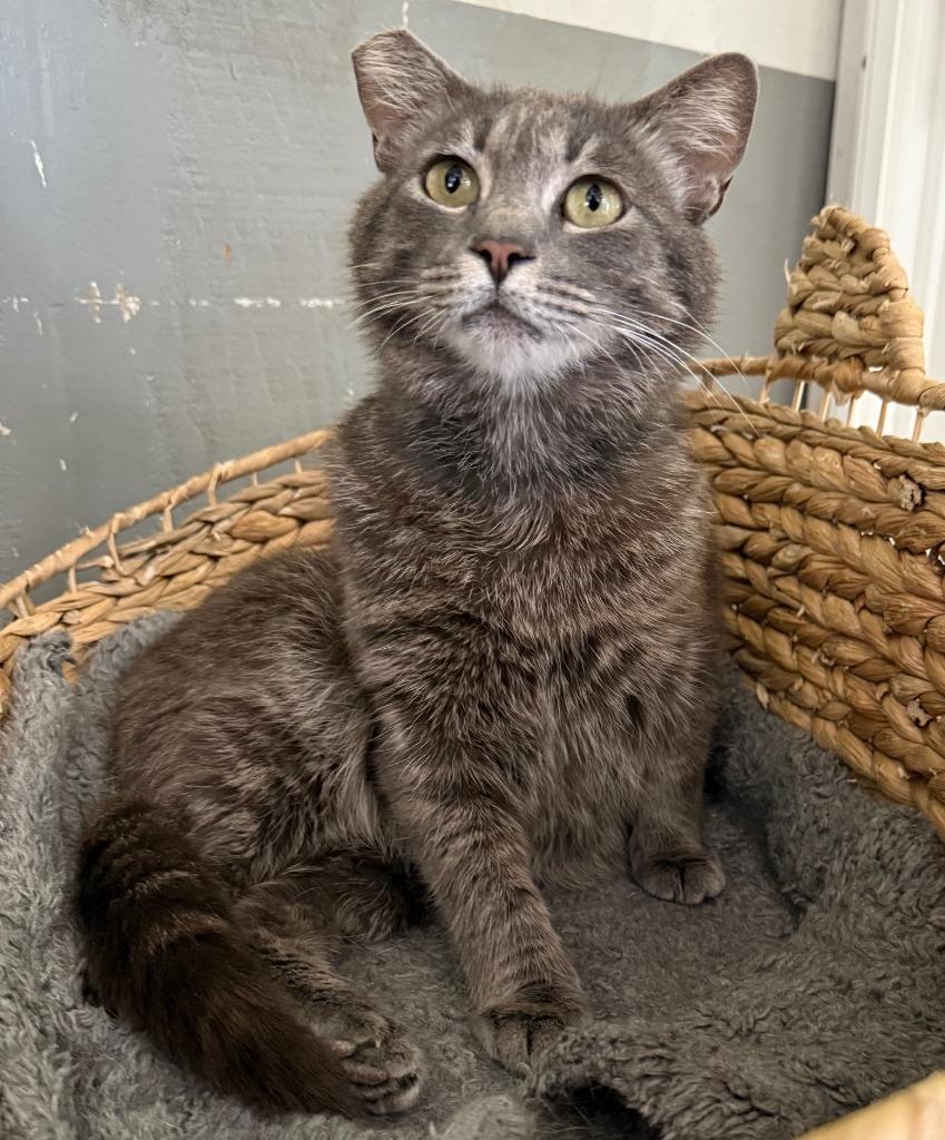 Pigeon, Adoptable, Adult Female Domestic Short Hair.