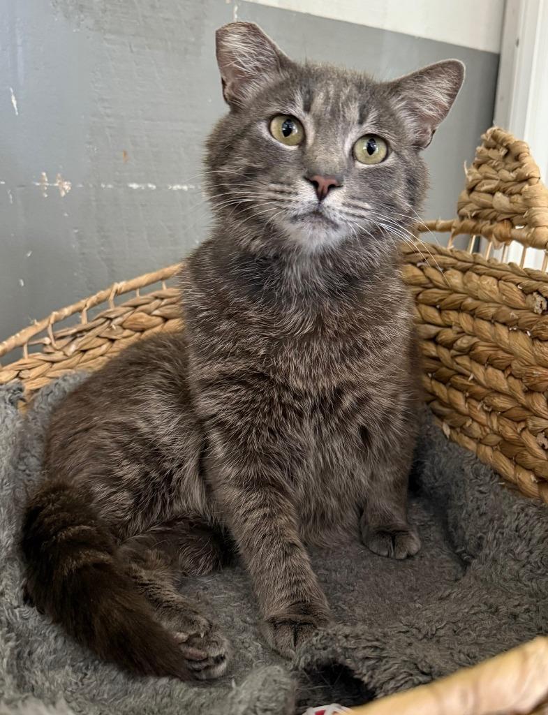 Pigeon, a Adoptable mixed breed in Lemoore, CA image 2/2