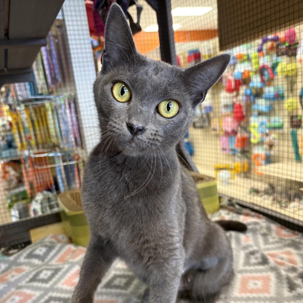 Enlarge Imogen, a Adoptable Domestic Short Hair in North Port, FL image 1/1