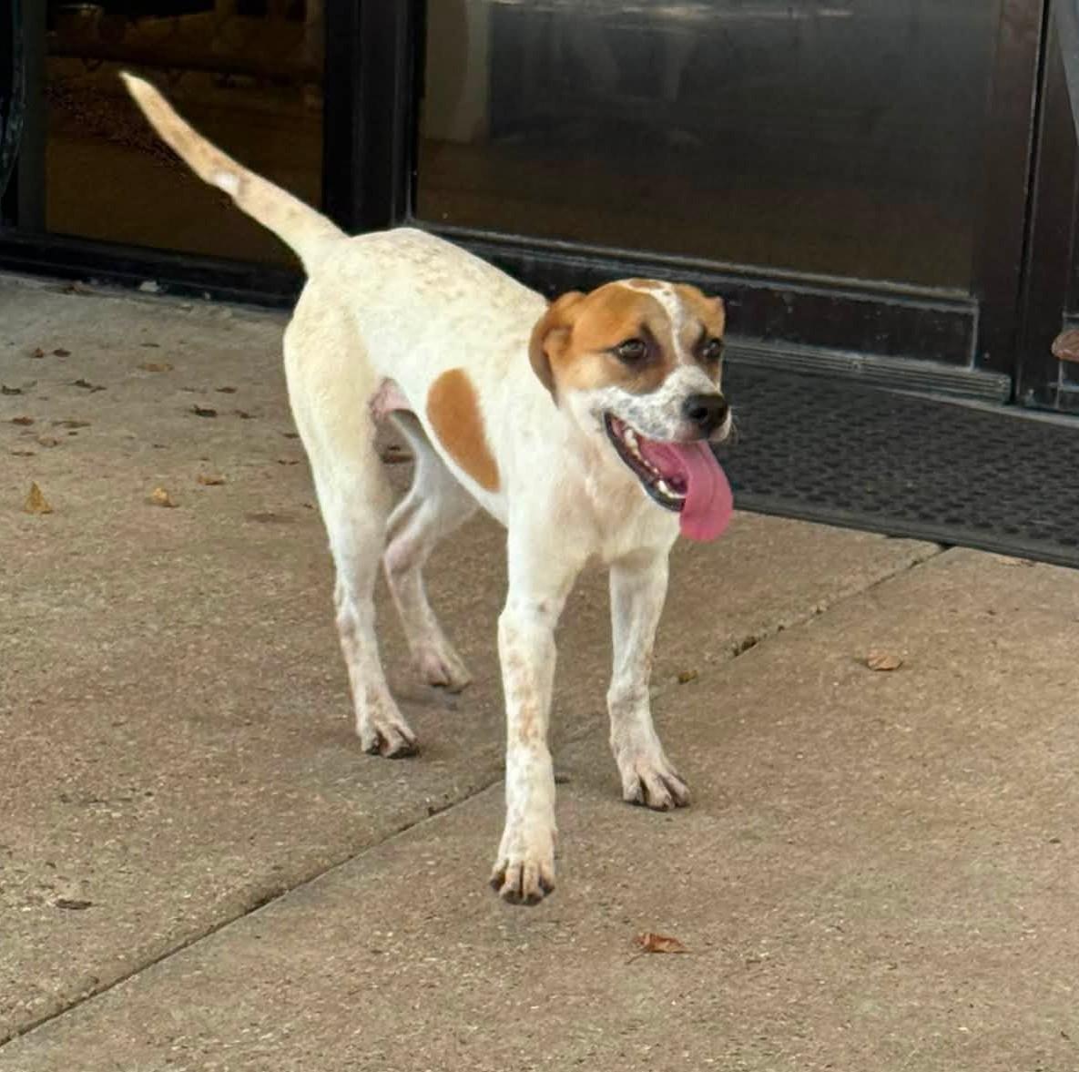 Pixie, ADOPTABLE, Adult Female Terrier.