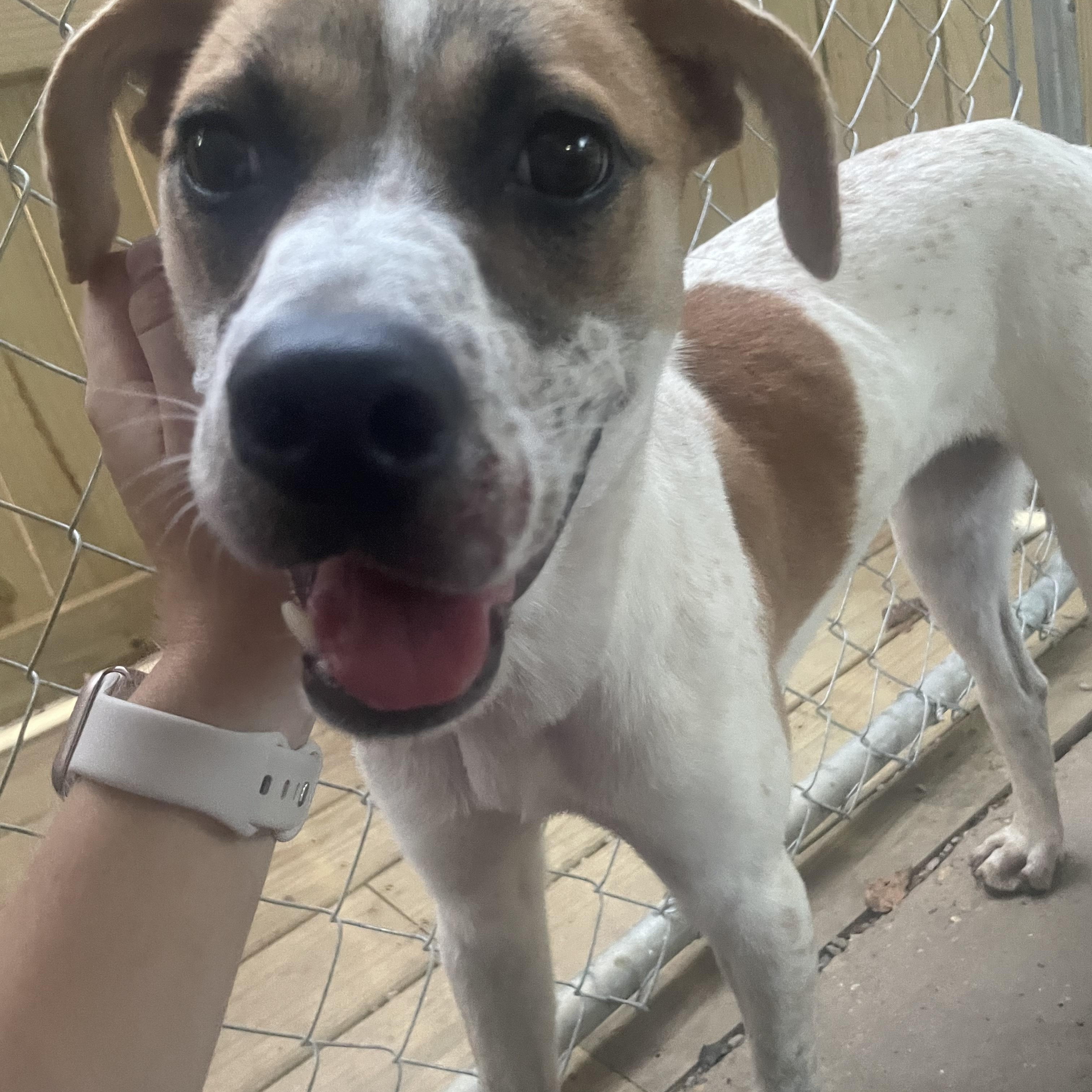 Pixie, Adoptable, Adult Female Terrier.