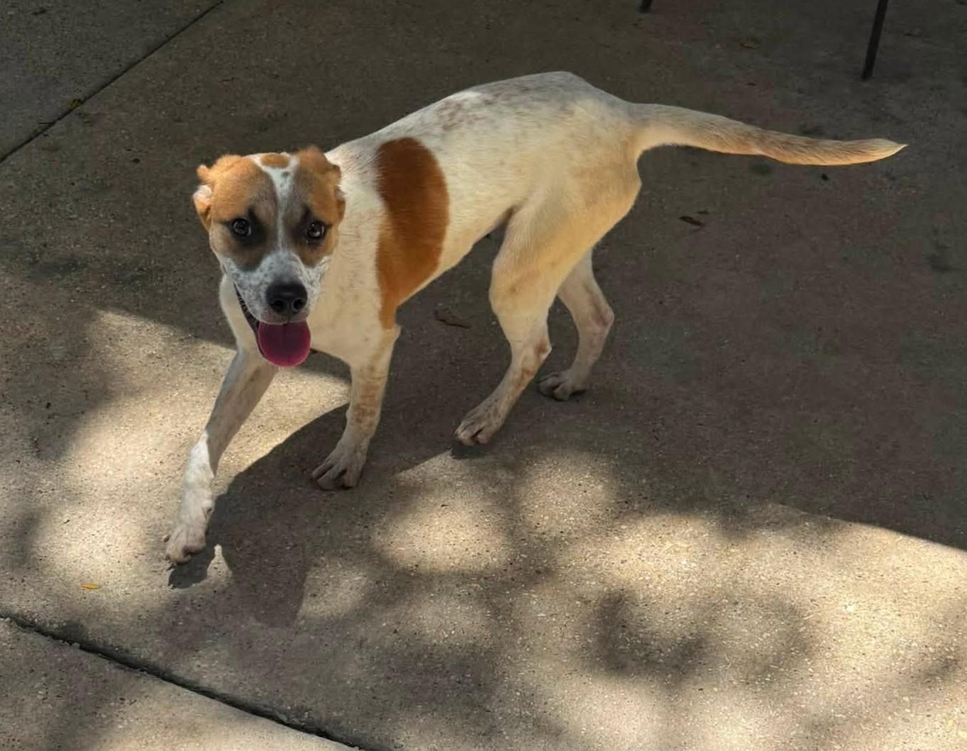 Pixie, a ADOPTABLE mixed breed in Baton Rouge, LA image 2/3
