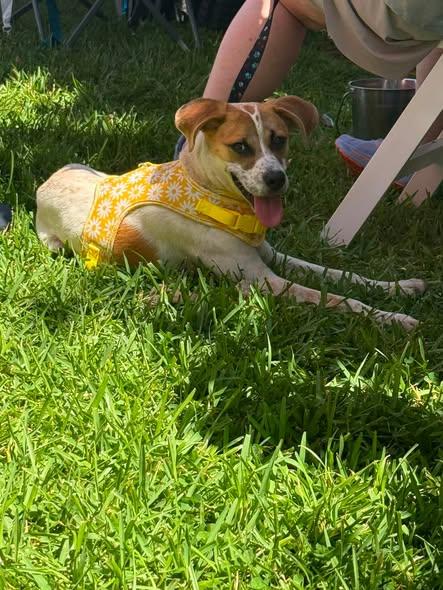 Pixie, a ADOPTABLE mixed breed in Baton Rouge, LA image 3/3