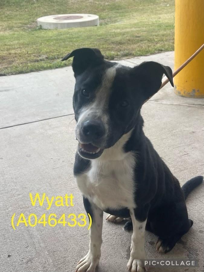Wyatt  A046433, Adoptable, Adult Male Labrador Retriever & Mixed Breed.