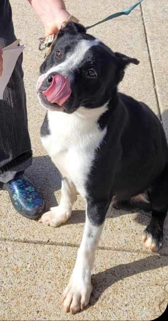 Enlarge Wyatt  A046433, a Adoptable mixed breed in Sharpsburg, GA image 3/6