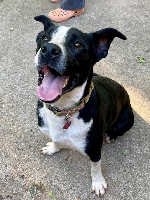 Enlarge Wyatt  A046433, a Adoptable mixed breed in Sharpsburg, GA image 5/6