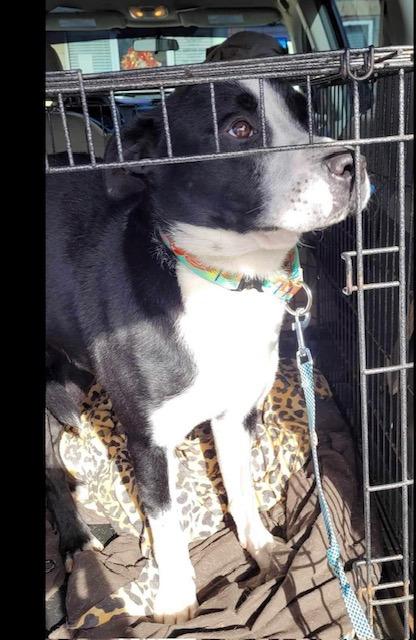 Enlarge Wyatt  A046433, a Adoptable mixed breed in Sharpsburg, GA image 6/6