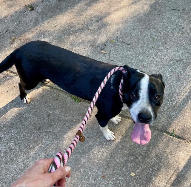 Enlarge Wyatt  A046433, a Adoptable mixed breed in Sharpsburg, GA image 4/6