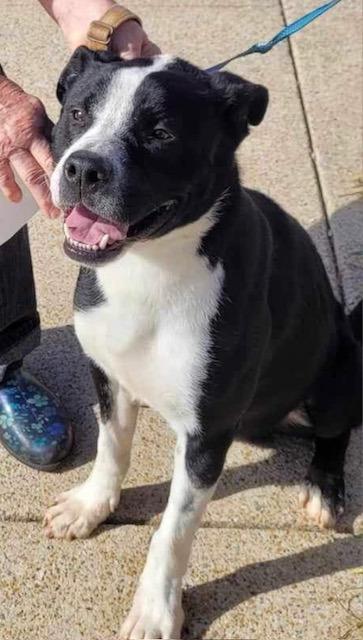 Enlarge Wyatt  A046433, a Adoptable mixed breed in Sharpsburg, GA image 2/6