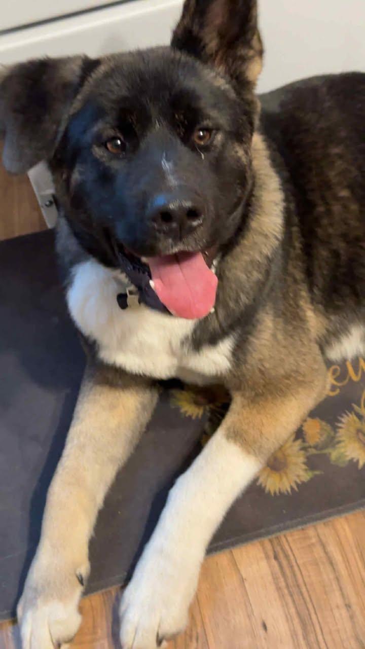 Moose, Adoptable, Young Male Akita.