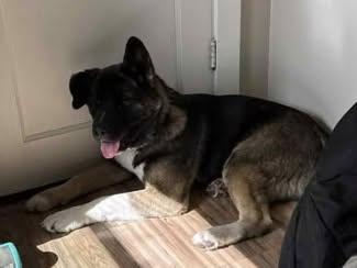 Enlarge Moose, a Adoptable Akita in Colville , WA image 3/3
