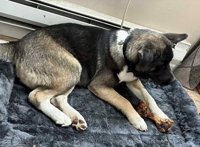 Enlarge Moose, a Adoptable Akita in Colville , WA image 2/3