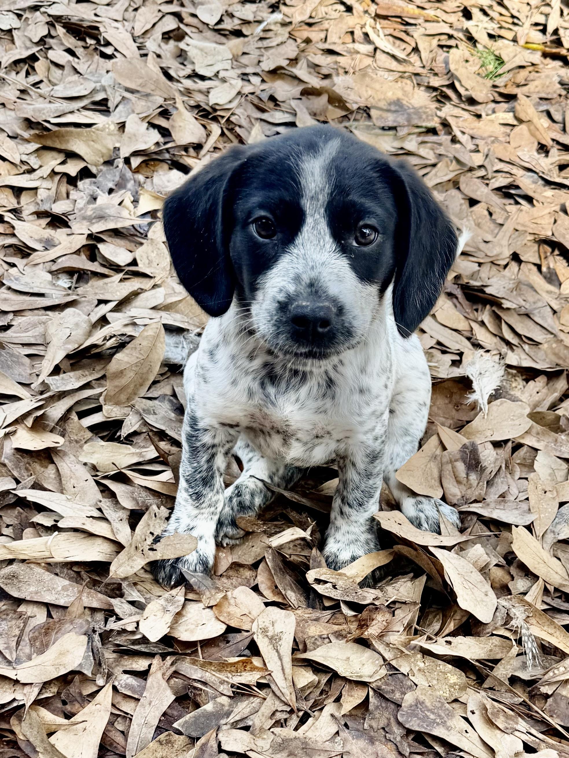 Enlarge Billie, an adopted mixed breed in Baker, LA image 5/5