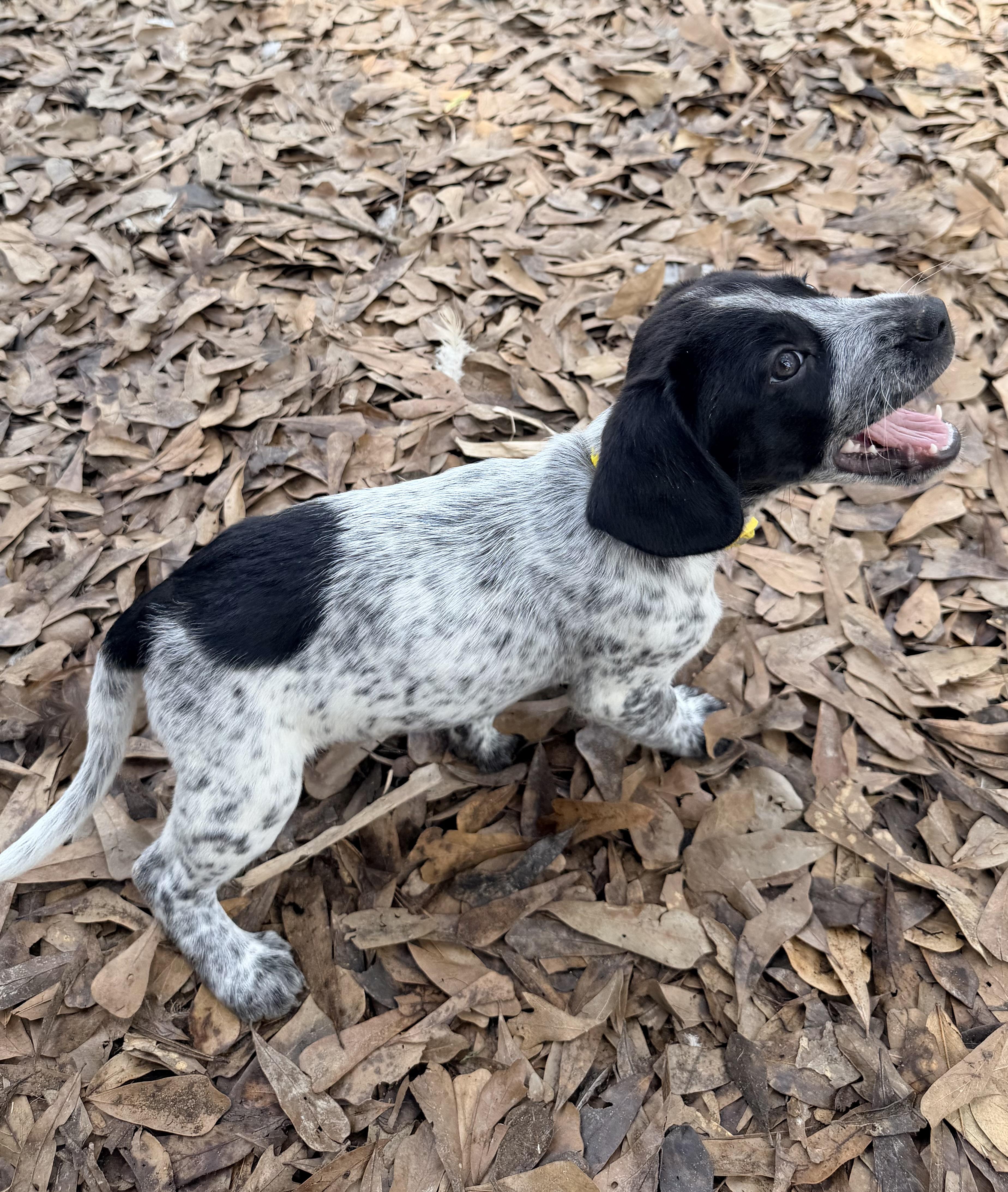 Enlarge Billie, an adopted mixed breed in Baker, LA image 3/5