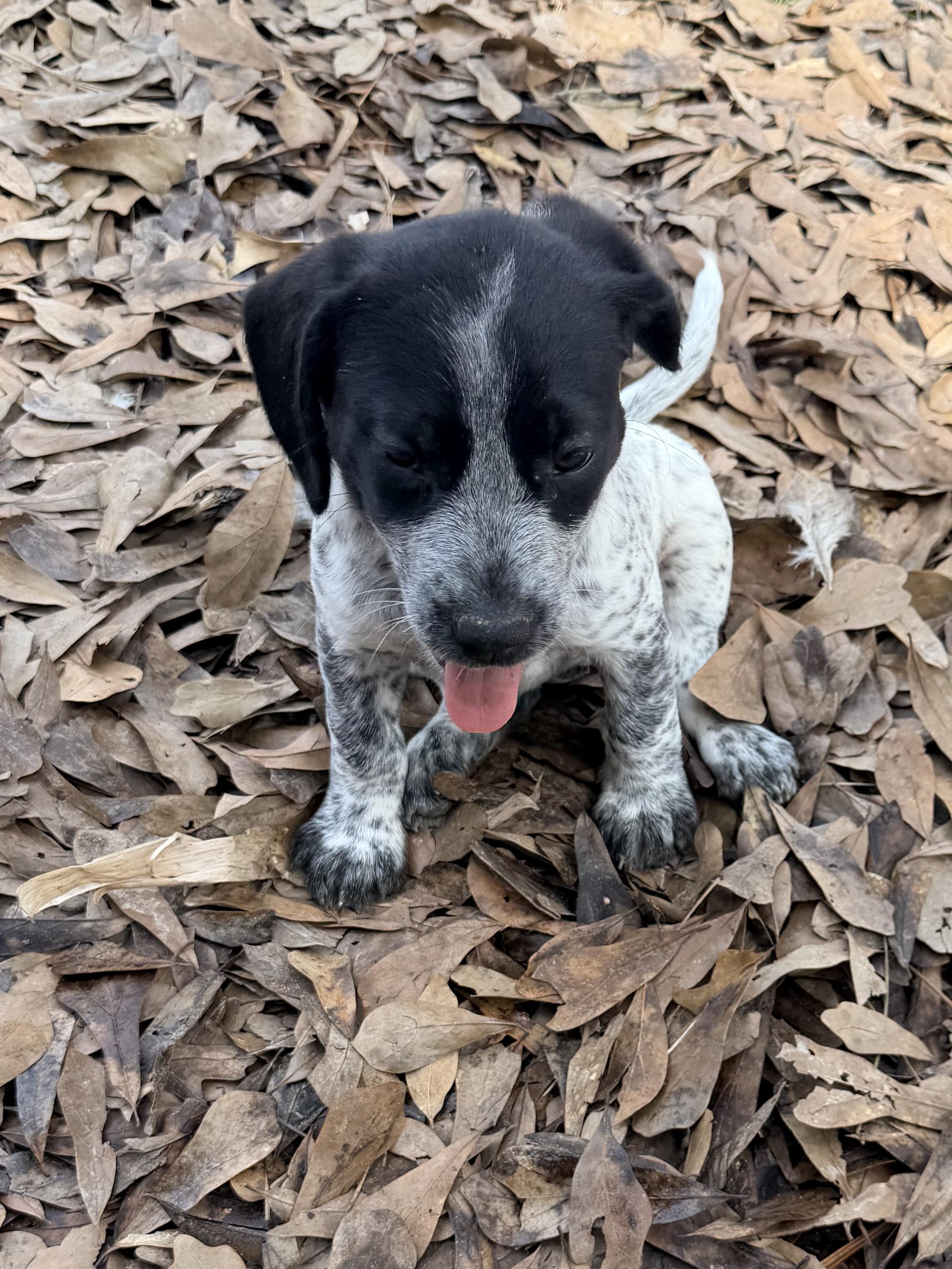 Enlarge Billie, an adopted mixed breed in Baker, LA image 2/5