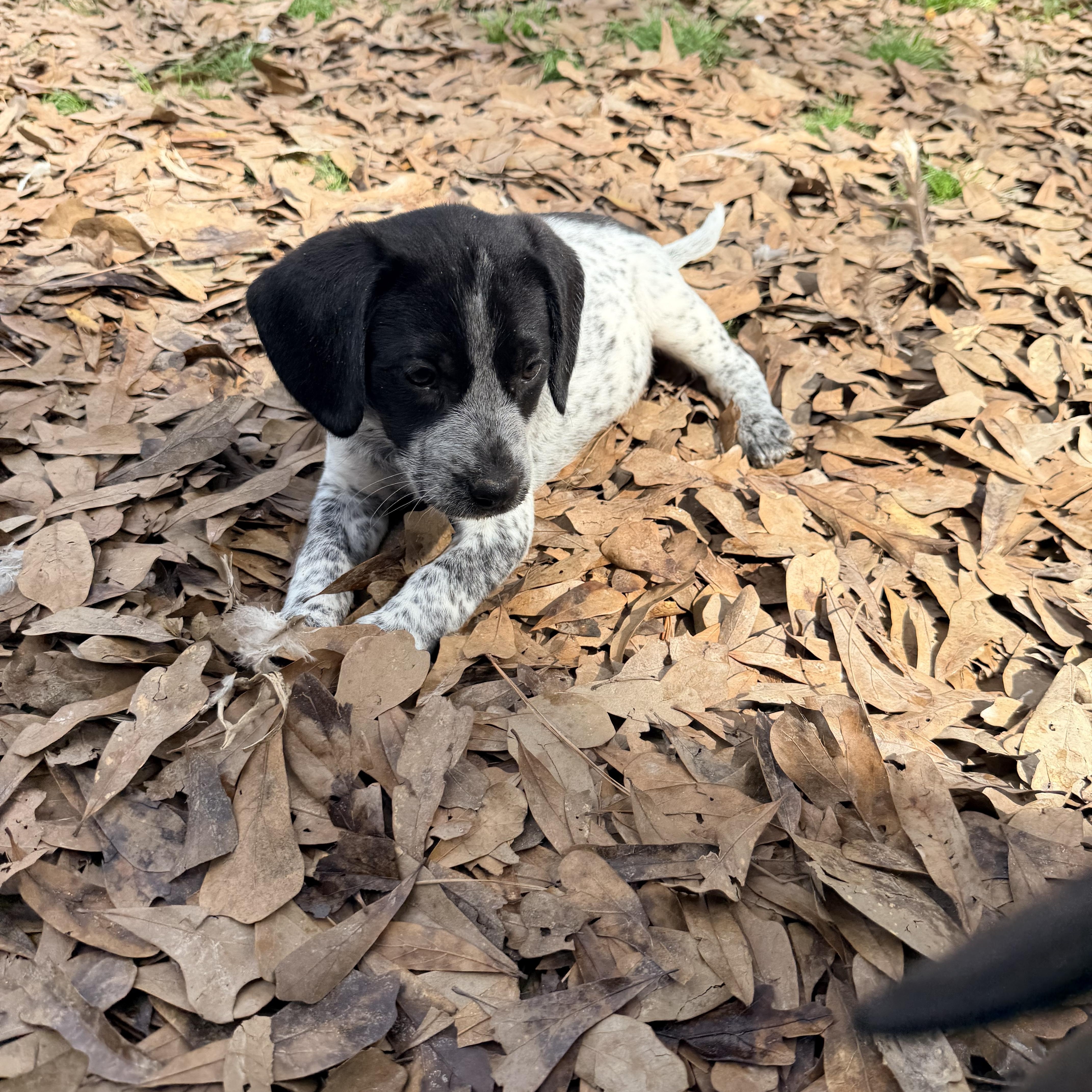 Enlarge Billie, an adopted mixed breed in Baker, LA image 1/5