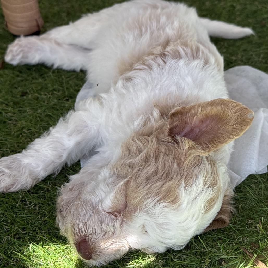 Krill, Adoptable, Puppy Male Poodle.