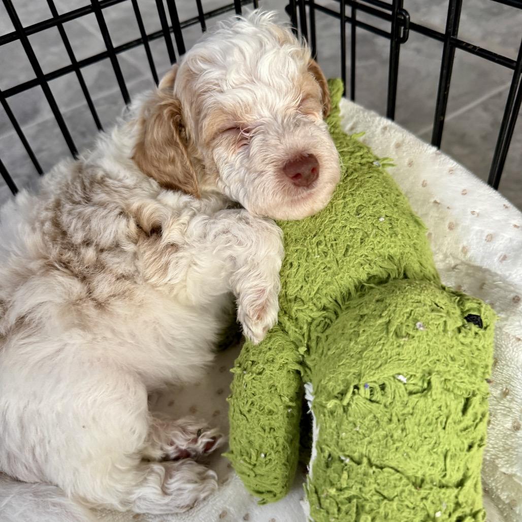 Krill, a Adoptable Poodle in Crystal, MN image 2/6