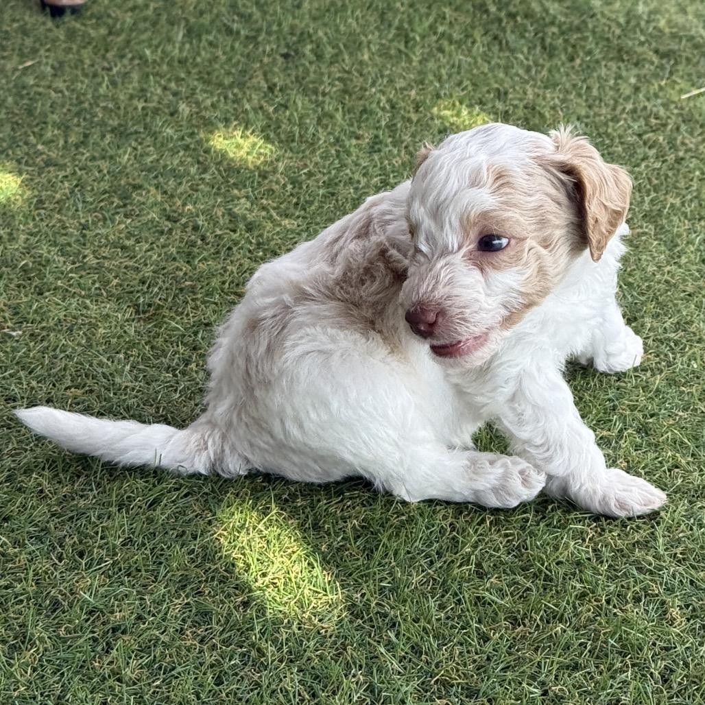 Krill, a Adoptable Poodle in Crystal, MN image 3/6