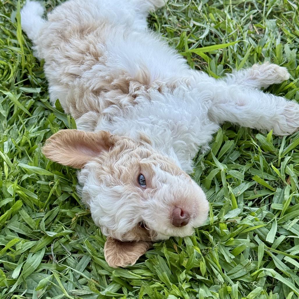 Krill, a Adoptable Poodle in Crystal, MN image 4/6