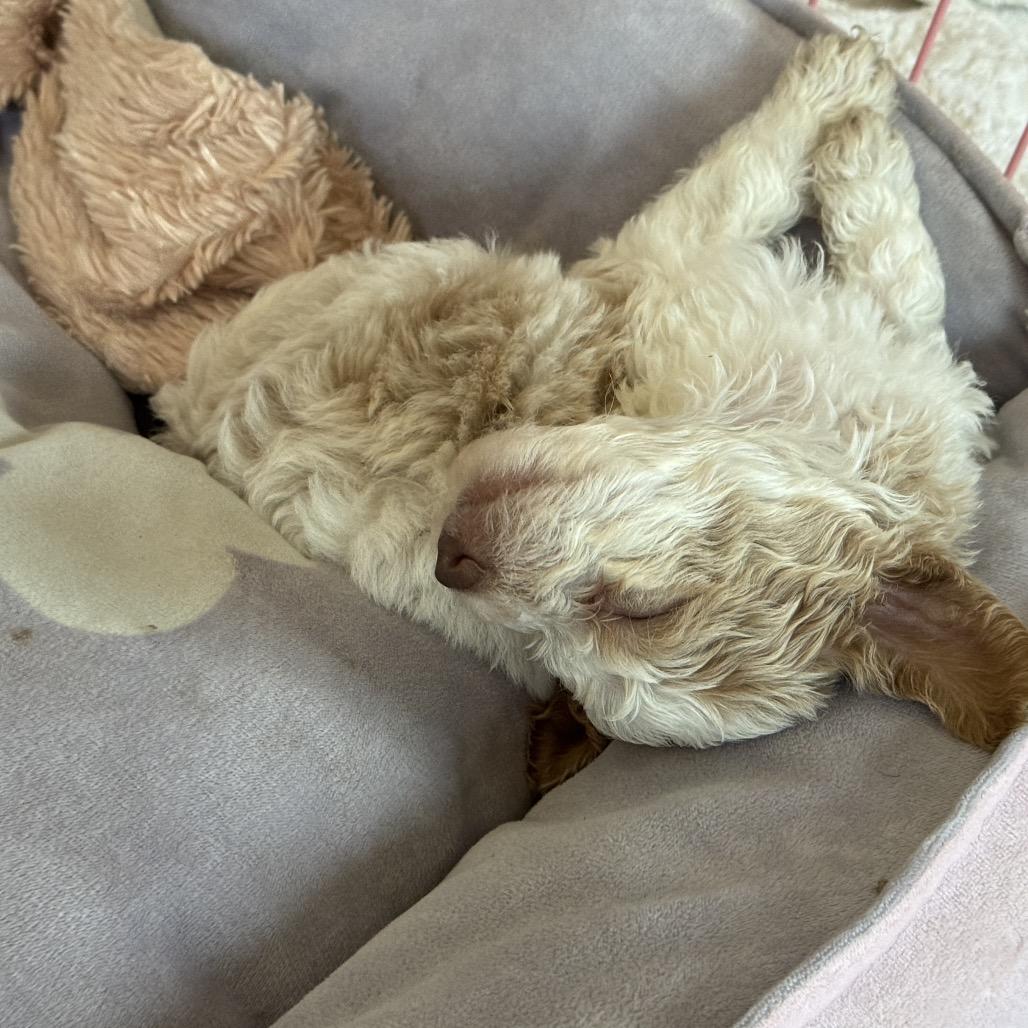Krill, a Adoptable Poodle in Crystal, MN image 5/6