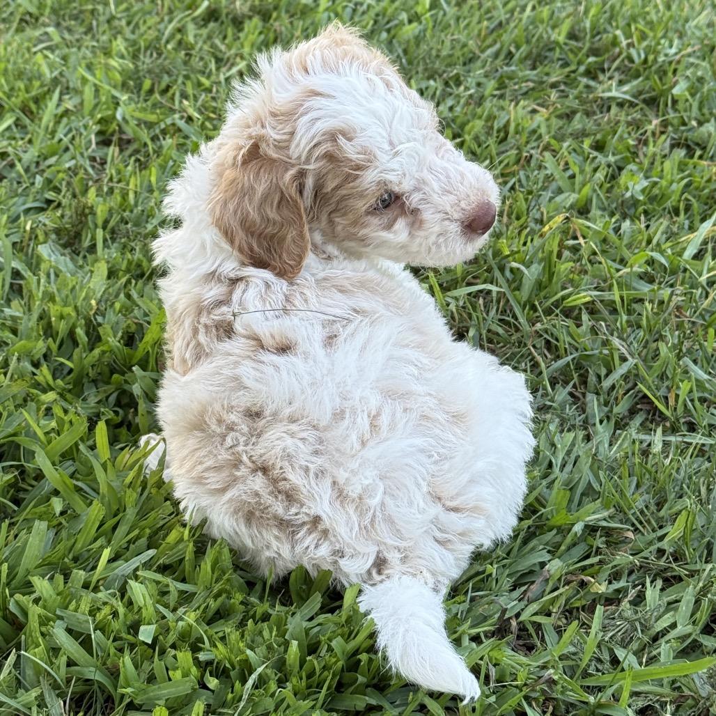 Krill, a Adoptable Poodle in Crystal, MN image 6/6