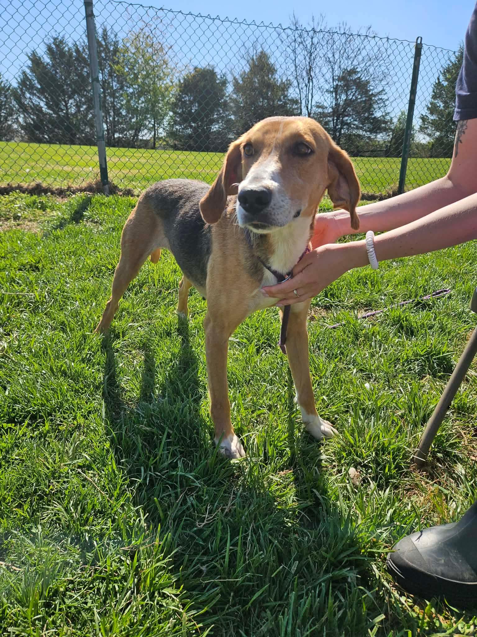 Enlarge Lil Teapot, a ADOPTABLE American Foxhound in Culpeper, VA image 5/6