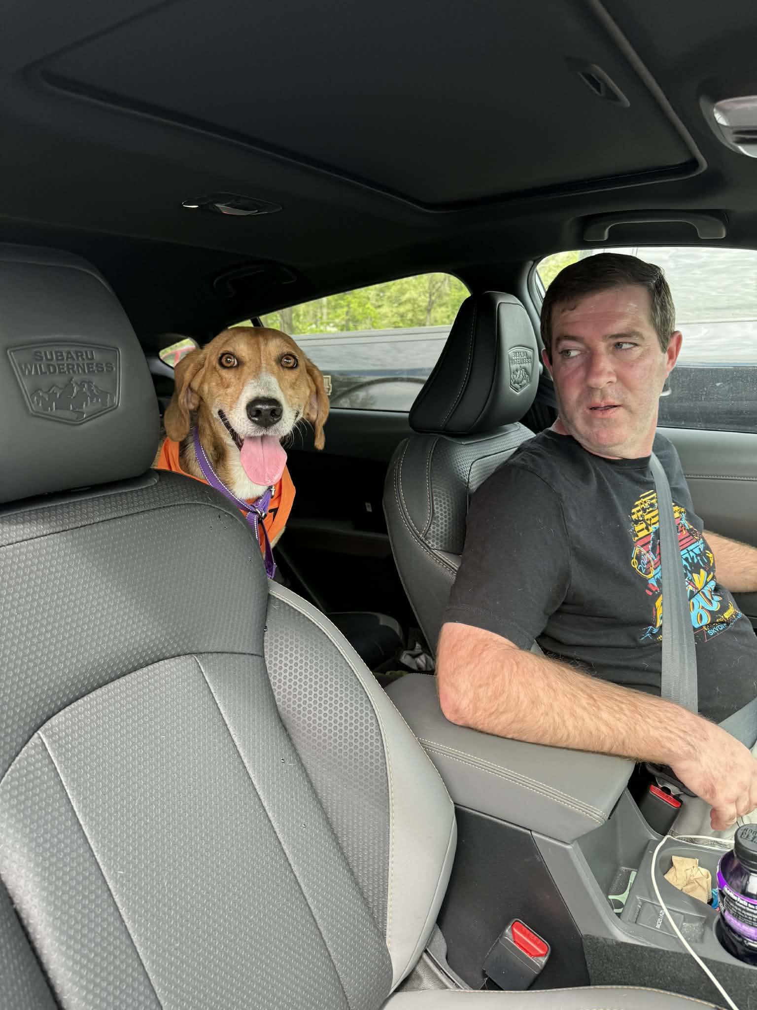 Enlarge Lil Teapot, a ADOPTABLE American Foxhound in Culpeper, VA image 6/6