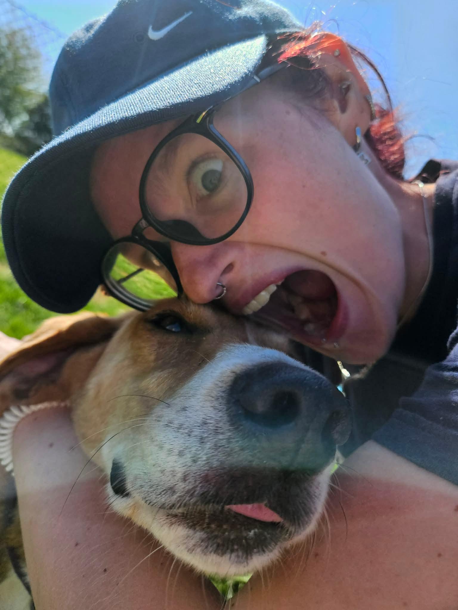 Enlarge Lil Teapot, a ADOPTABLE American Foxhound in Culpeper, VA image 4/6