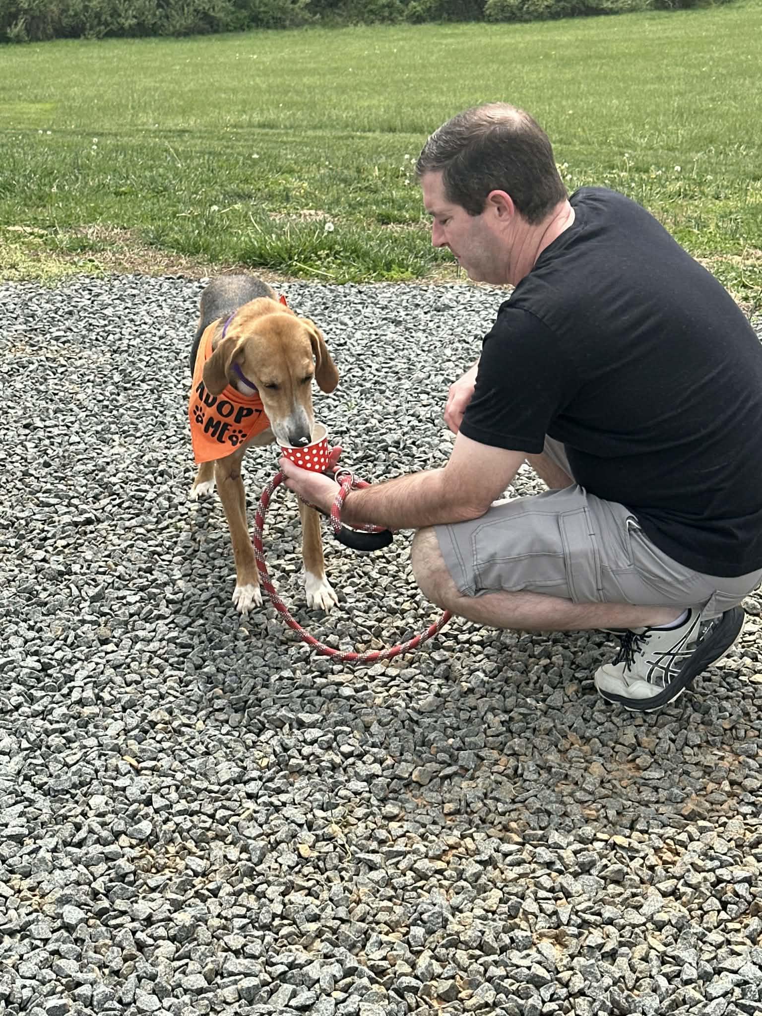 Enlarge Lil Teapot, a ADOPTABLE American Foxhound in Culpeper, VA image 3/6