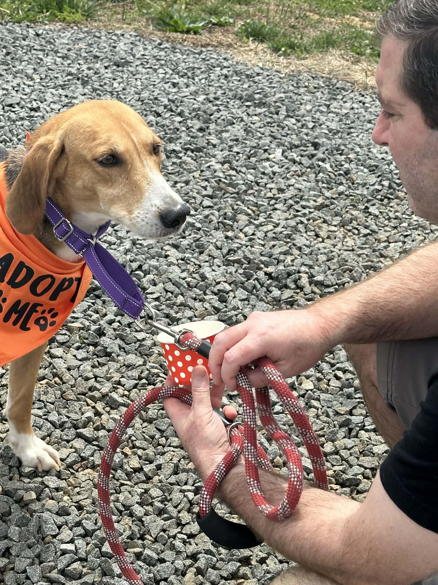 Enlarge Lil Teapot, a ADOPTABLE American Foxhound in Culpeper, VA image 2/6