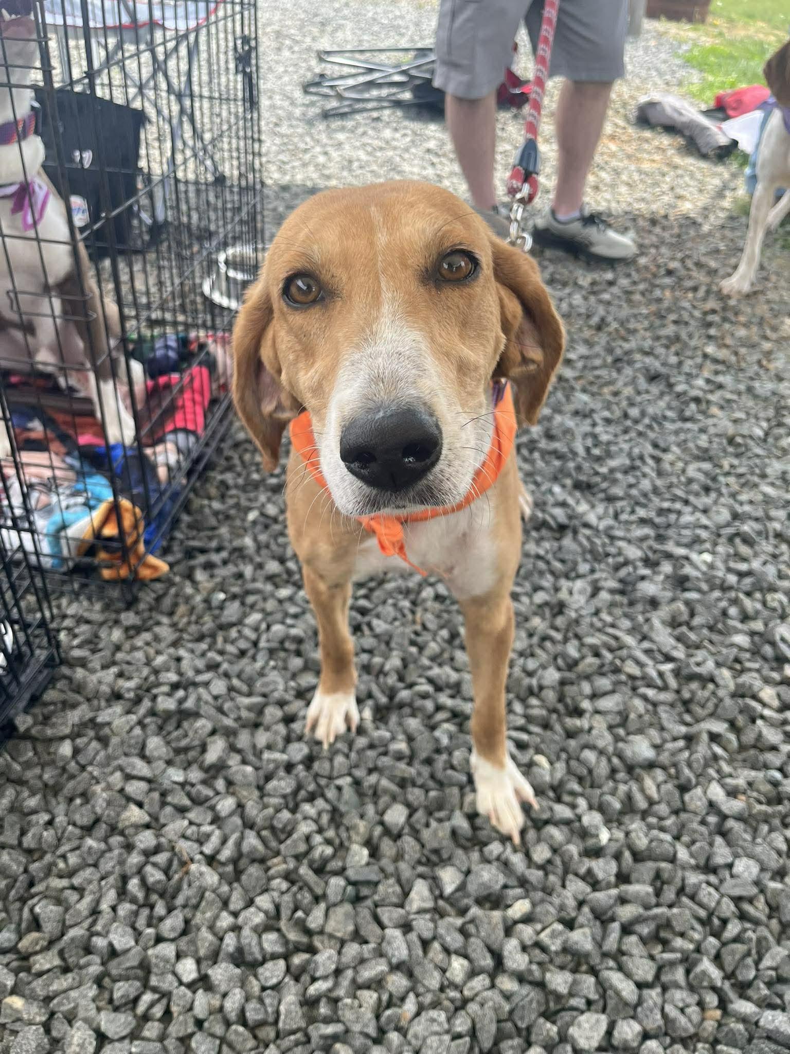 Enlarge Lil Teapot, a ADOPTABLE American Foxhound in Culpeper, VA image 1/6